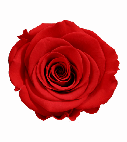 Rosa Eterna (RED 02) Vermelho (Cx.6)